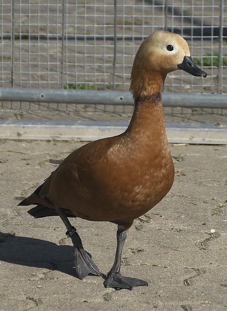 乌克兰危机